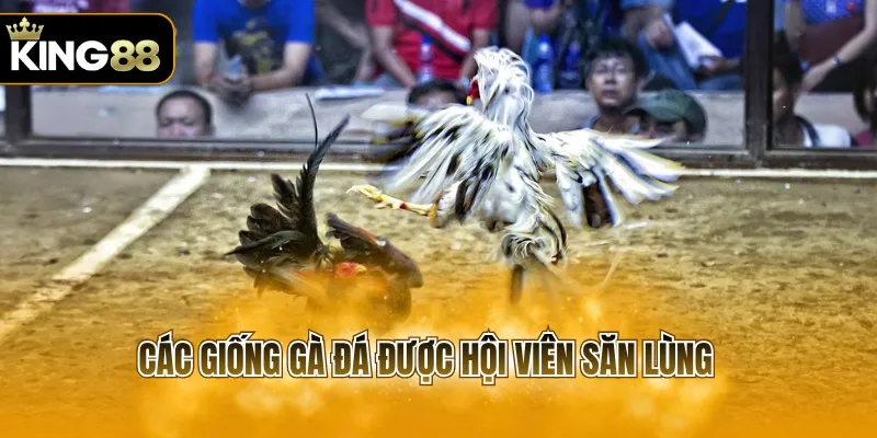 Các giống gà đá được hội viên săn lùng