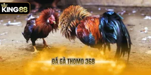 đá gà thomo 368