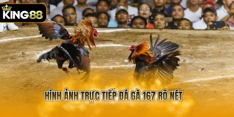 Hình ảnh trực tiếp đá gà 167 rõ nét