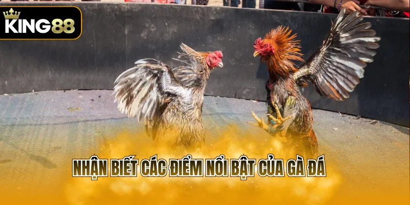 Nhận biết các điểm nổi bật của gà đá