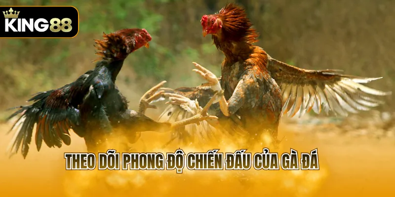 Theo dõi phong độ chiến đấu của gà đá