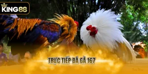 trực tiếp đá gà 167